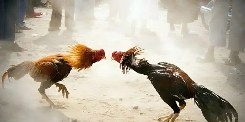 Những giống gà có trong đá gà trực tuyến